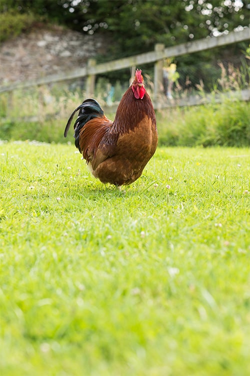 Cockerel standing on mowed lawn.
