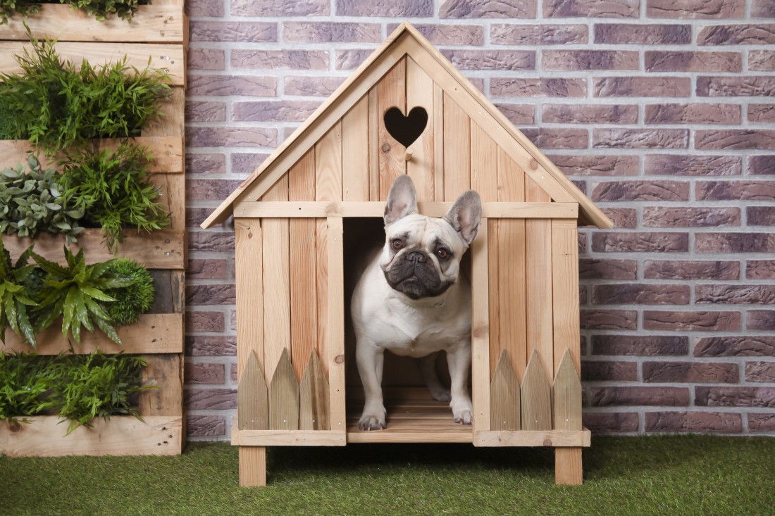 French bull dog in wooden house