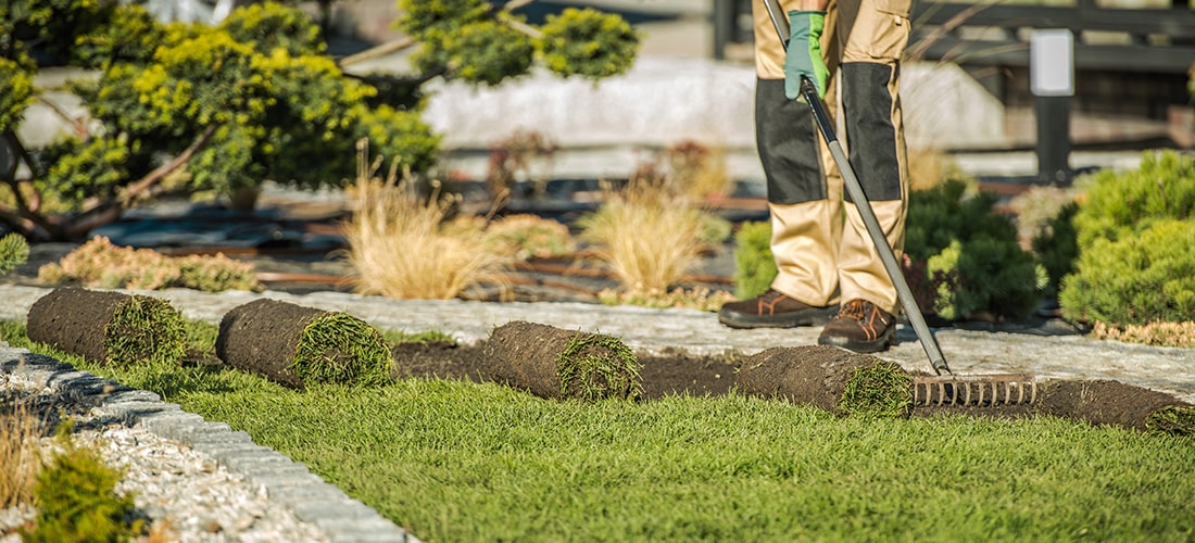 Landscaping installing natural truf with rake.