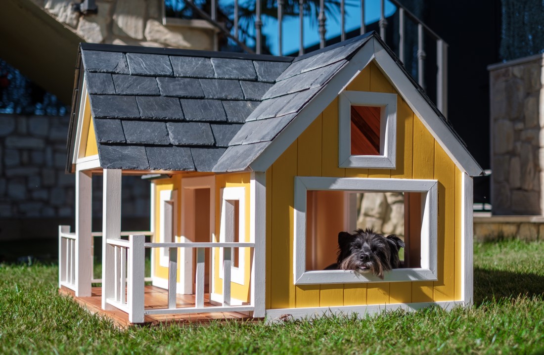 Yorkshire terrier in yellow dog house